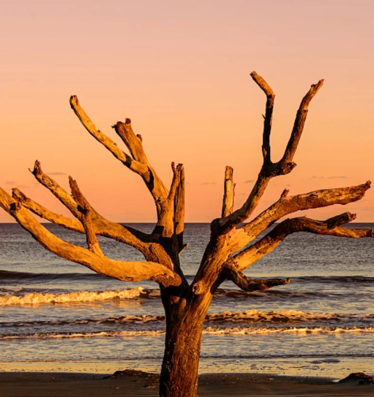 Driftwood tree on a beach with ocean in the background.