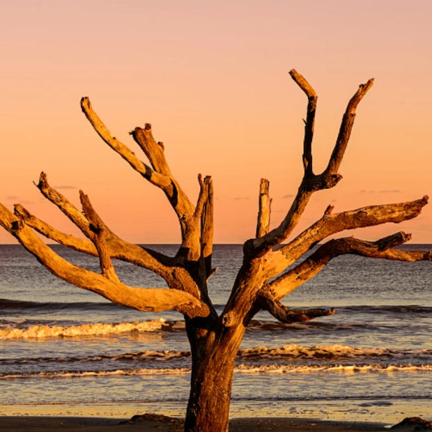 Driftwood tree on a beach with ocean in the background.
