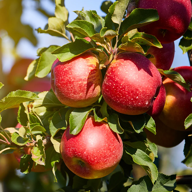 Red apples on a tree branch with green leaves