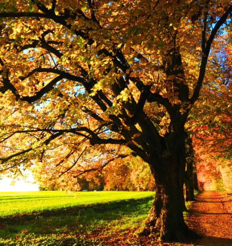 Autumn screen with maple trees and green grass with fallen leaves.