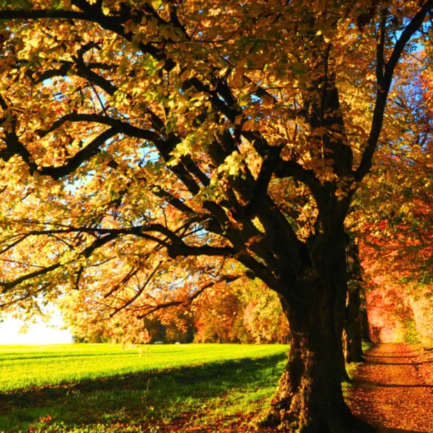Autumn screen with maple trees and green grass with fallen leaves.