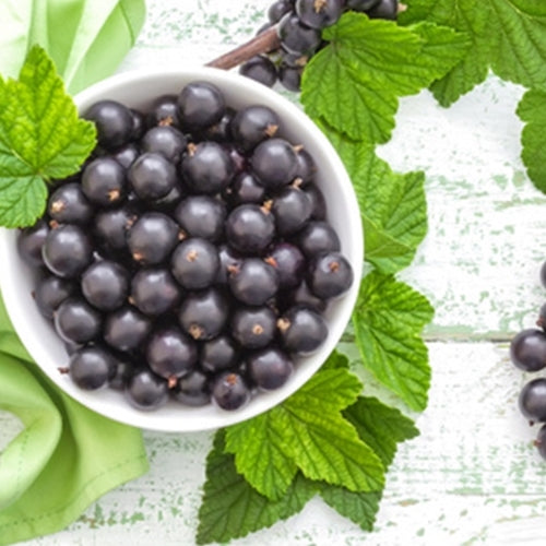White bowl filled with black currants surrounded by green leaves on a light background