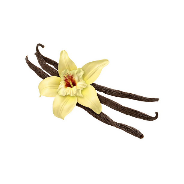 Vanilla flower and vanilla beans on a white background