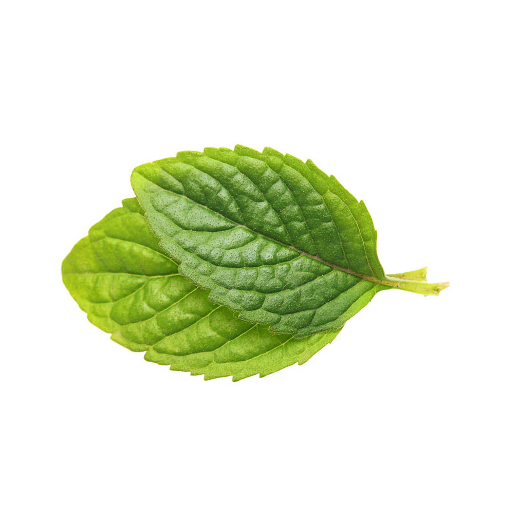 Two green leaves on a white background