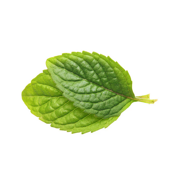 Two green leaves on a white background