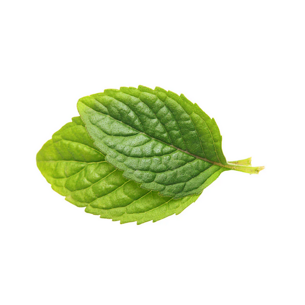 Two green leaves on a white background