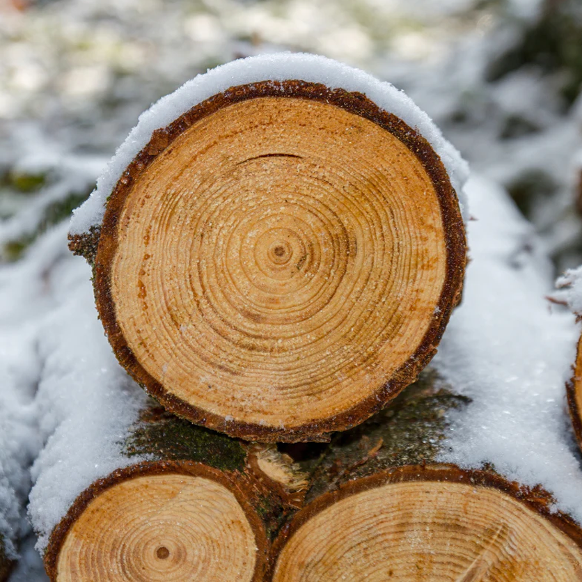 Stack of snow-covered wooden logs with visible tree rings