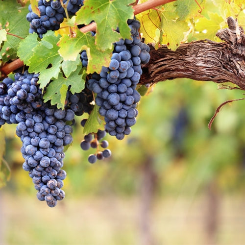Close-up of blue grapes on a vine with green leaves.