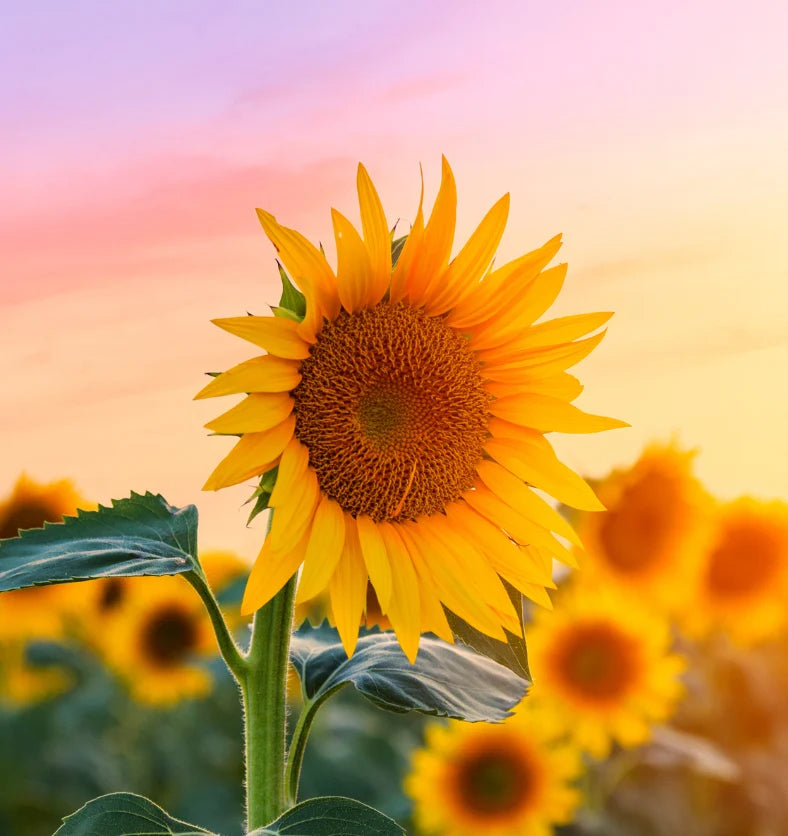 A sunflower with bright sunny background.
