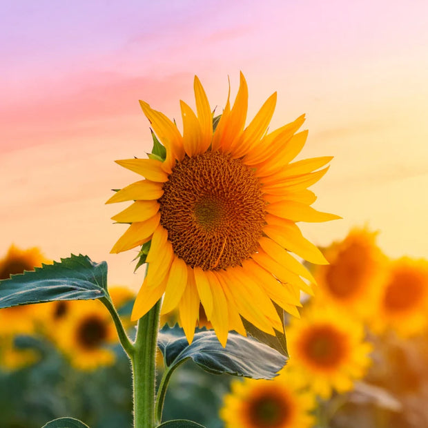 A sunflower with bright sunny background.