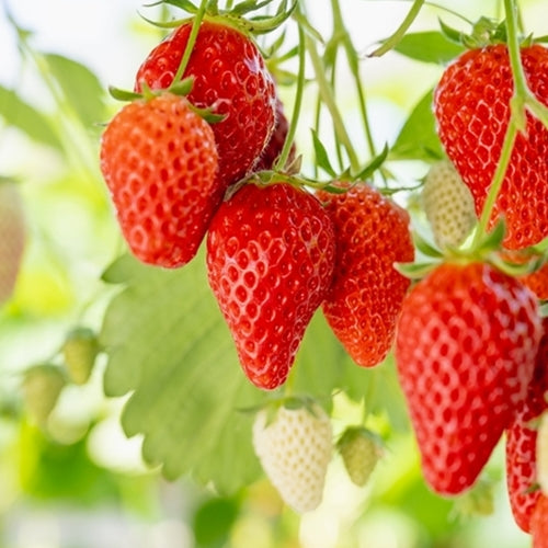 Close-up of ripe strawberries on a green plant